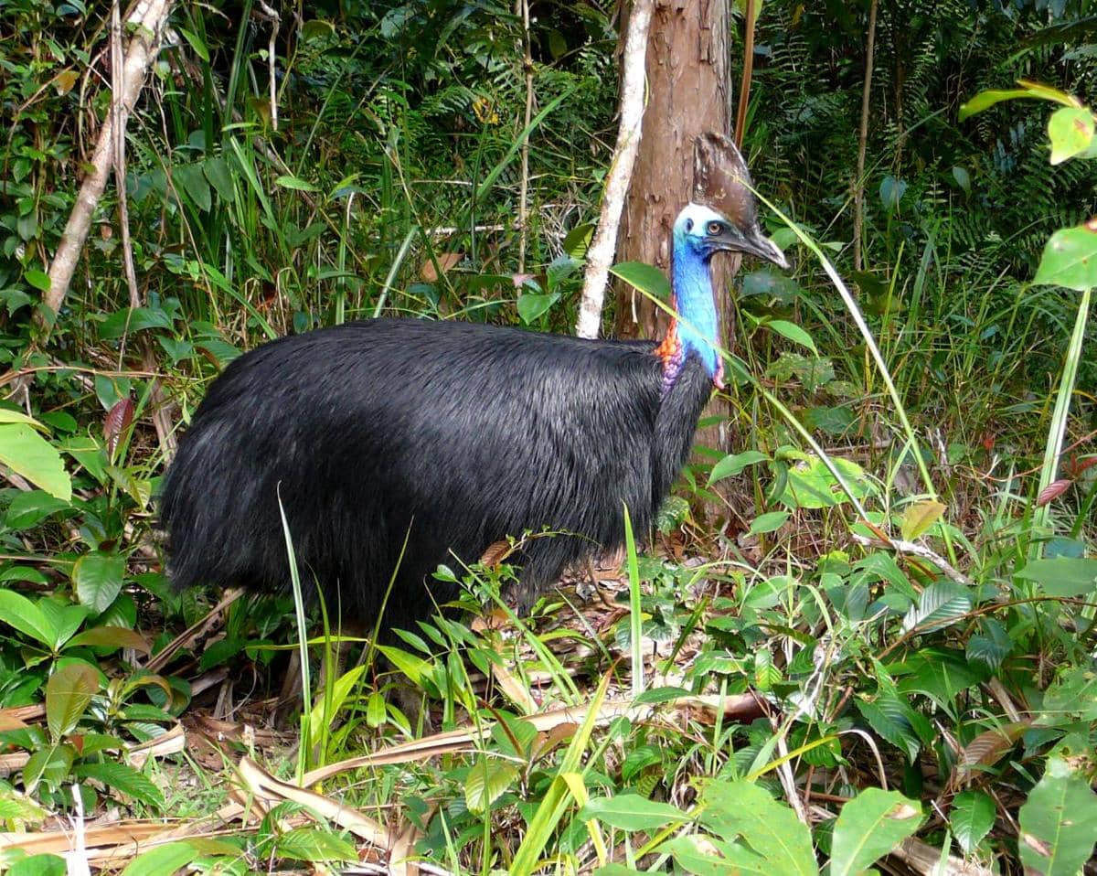 Southern Cassowary