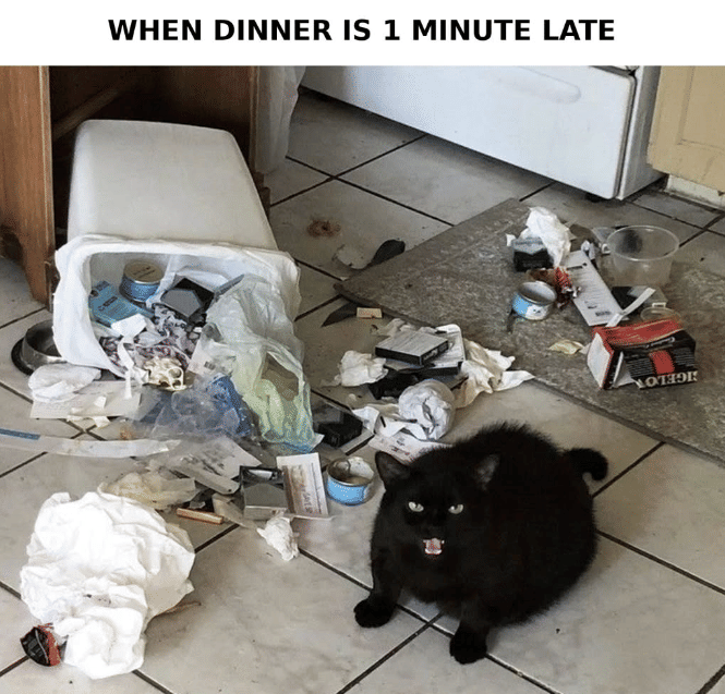 meme kucing tentang terlambat
