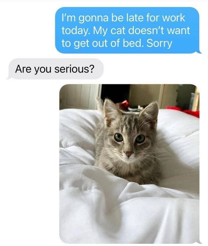 meme kucing tentang terlambat