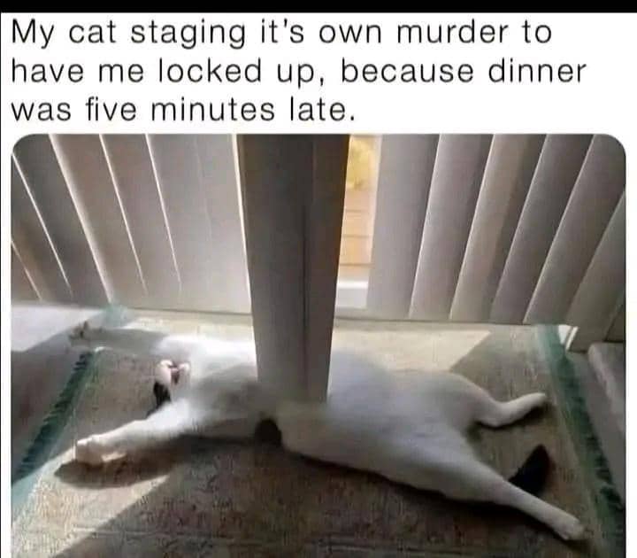 meme kucing tentang terlambat