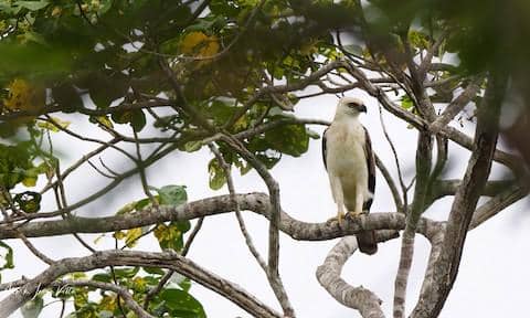 pinsker's hawk-eagle