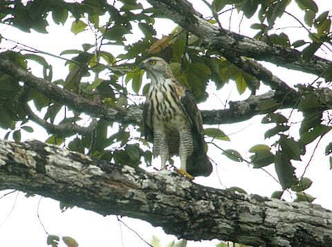 pinsker's hawk-eagle