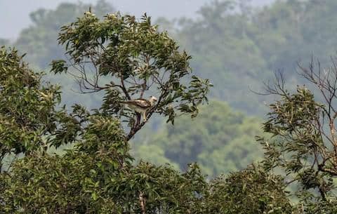 pinsker's hawk-eagle