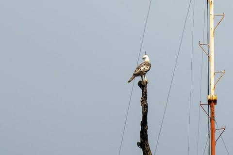 pinsker's hawk-eagle