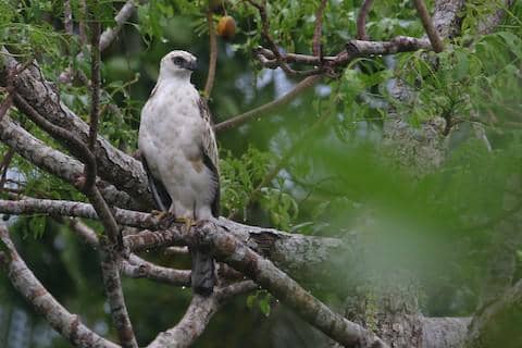 5 Fakta Pinskers Hawk Eagle, Elang Predator Endemik Hutan Mindanao