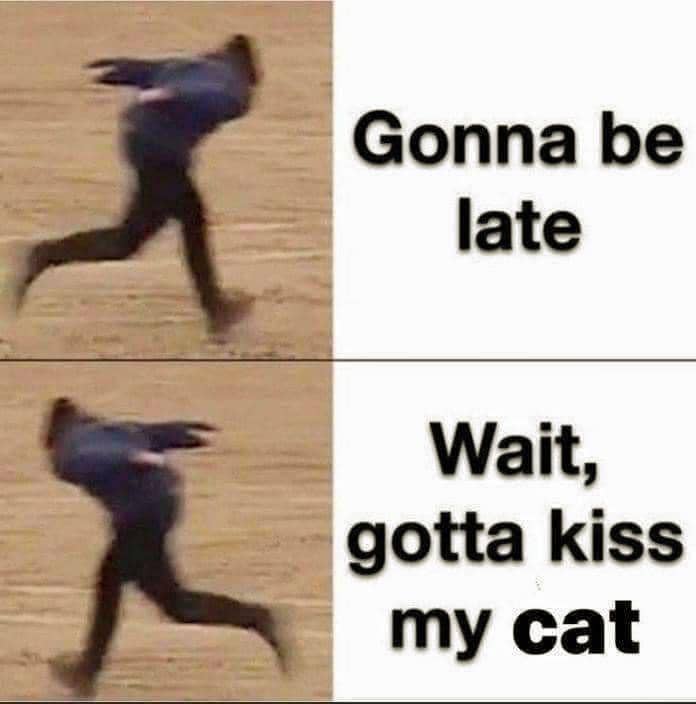 meme kucing tentang terlambat