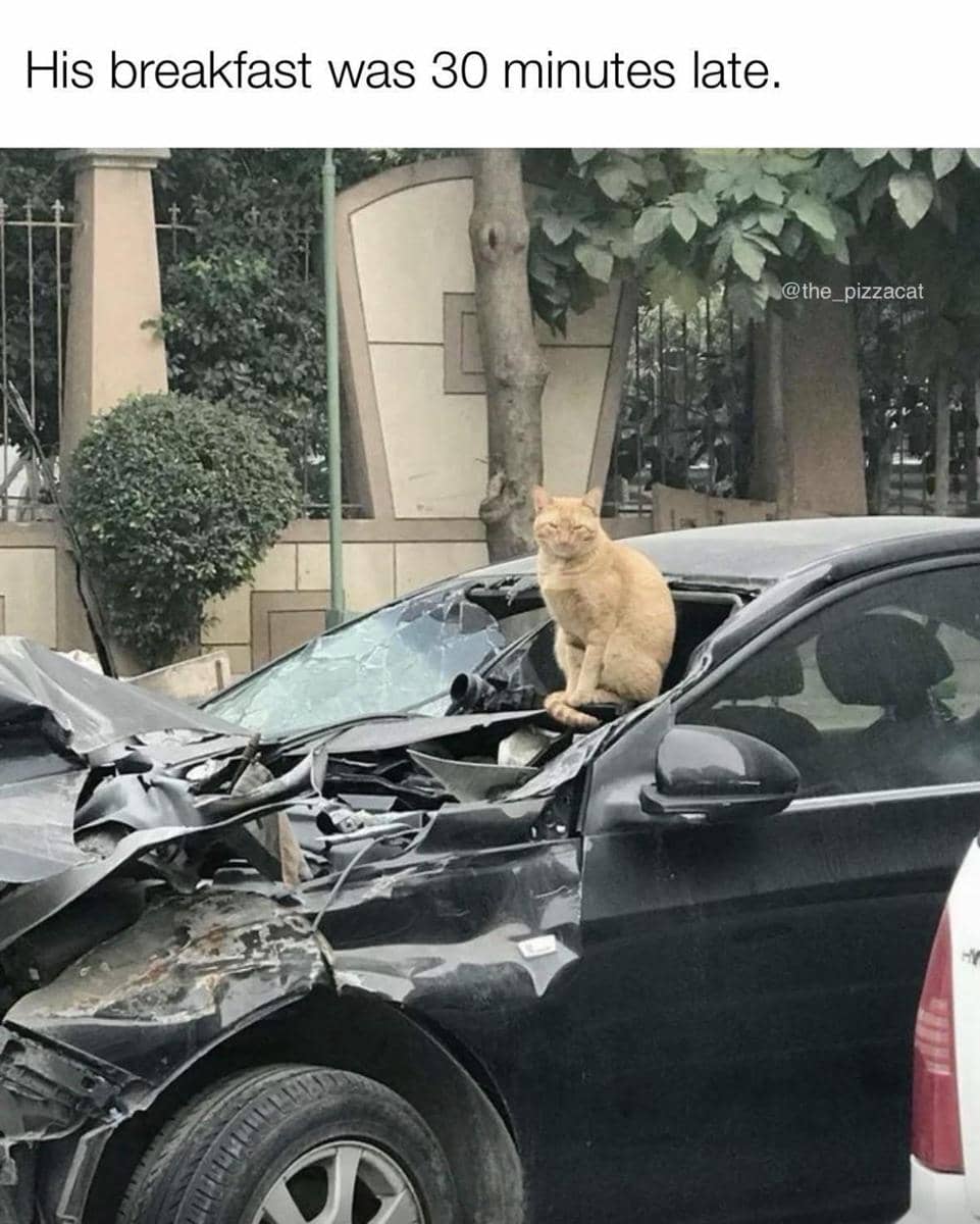 meme kucing tentang terlambat