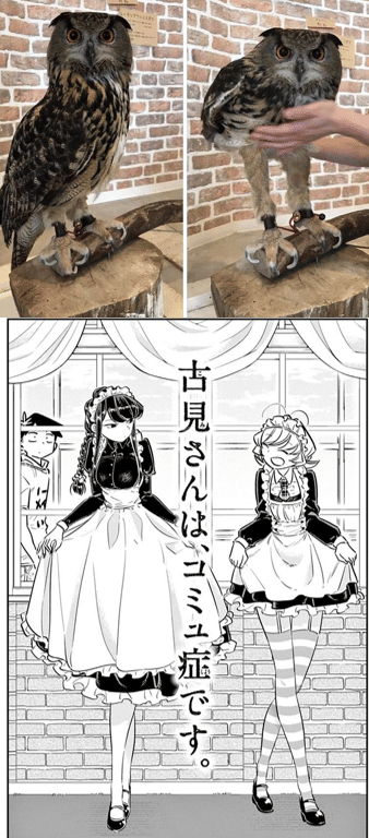 meme anime tentang burung hantu