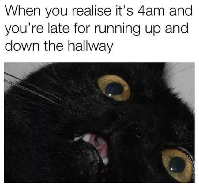 meme kucing tentang terlambat