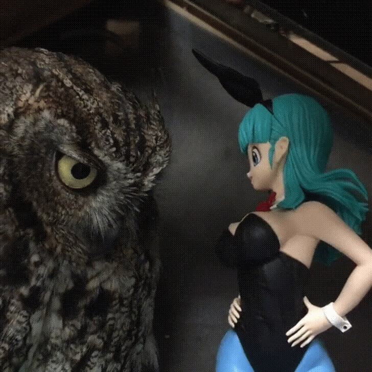 meme anime tentang burung hantu