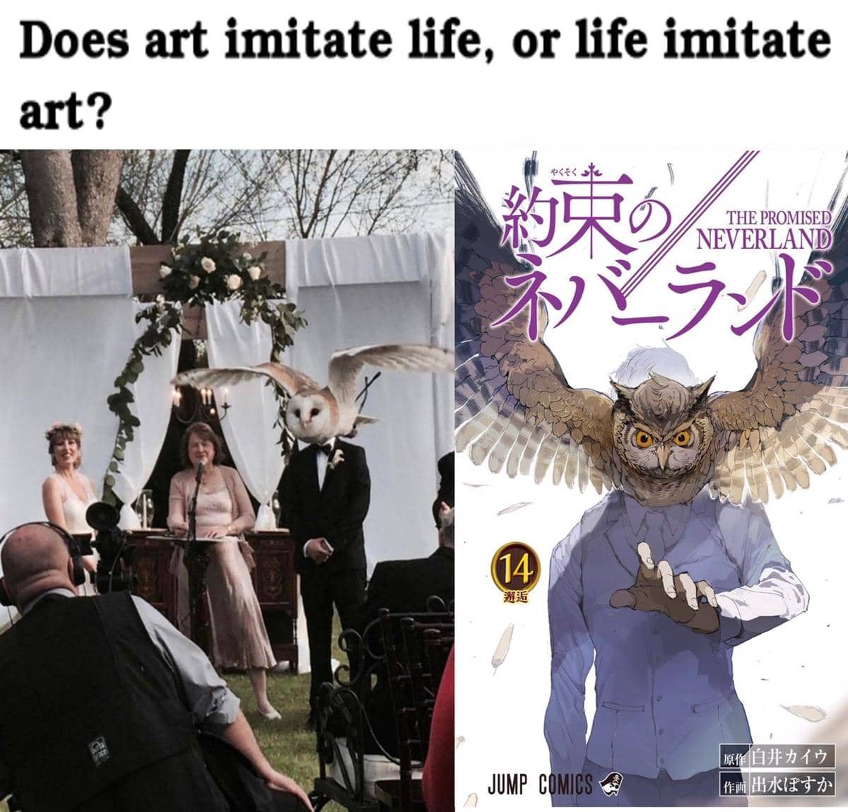 meme anime tentang burung hantu