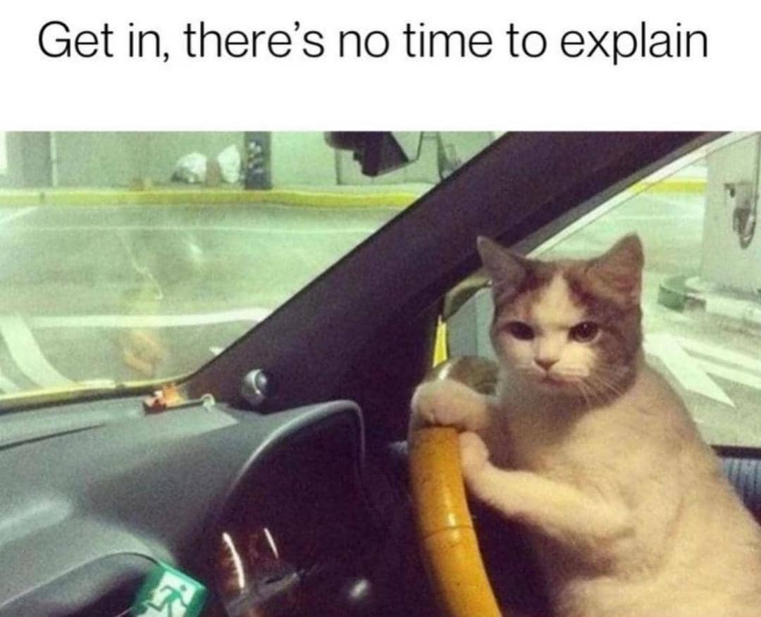 meme kucing tentang terlambat