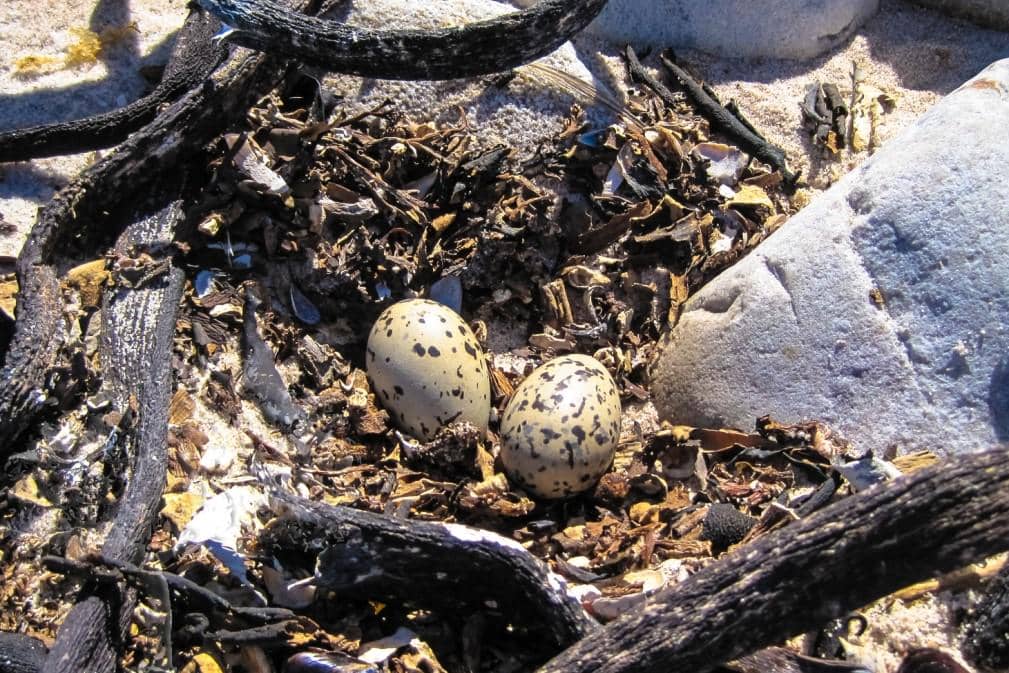 Sarang Black Oystercatcher