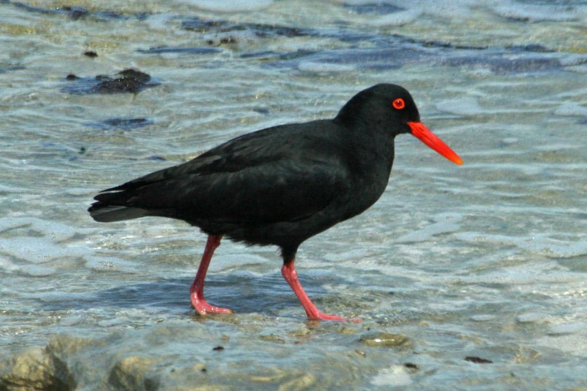 5 Fakta Black Oystercatcher, Burung yang Jadi Indikator Kondisi Habitat