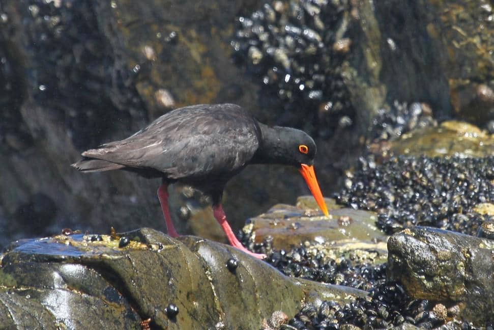 Black Oystercatcher
