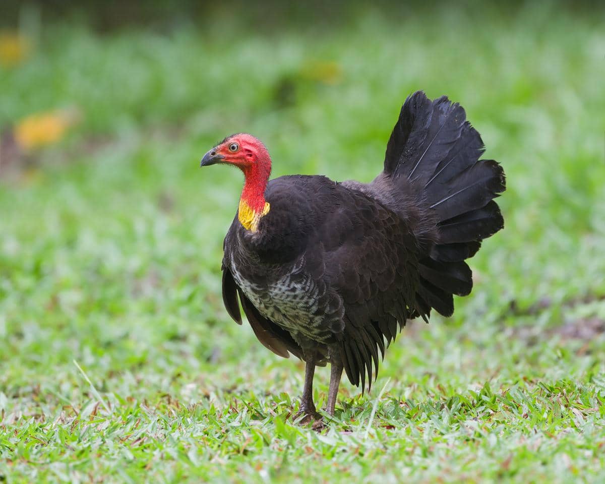 5 Fakta Australian Brushturkey, Namanya Turkey tetapi Bukan Kalkun