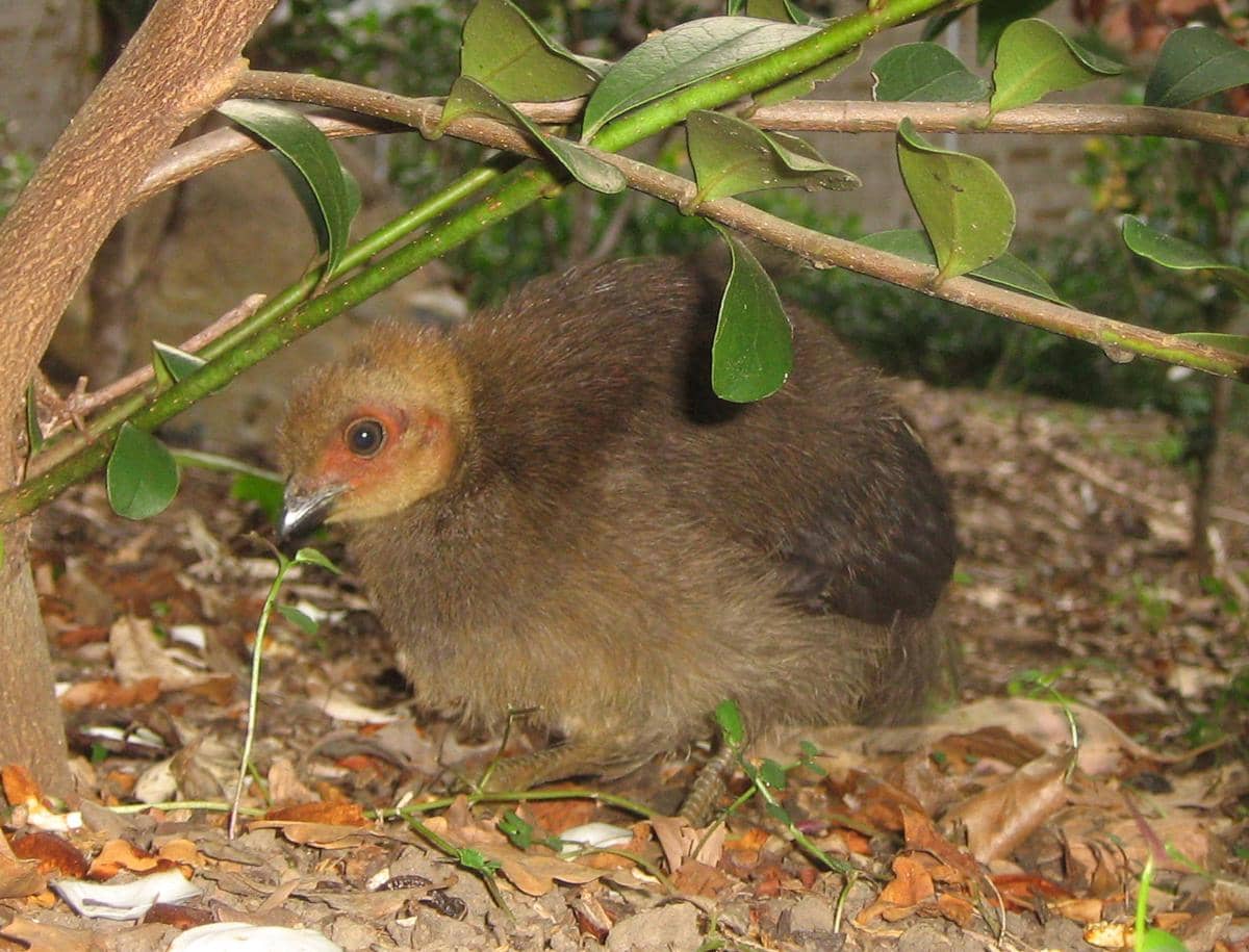 anak Australian Brushturkey