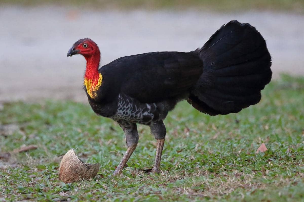 Australian Brushturkey