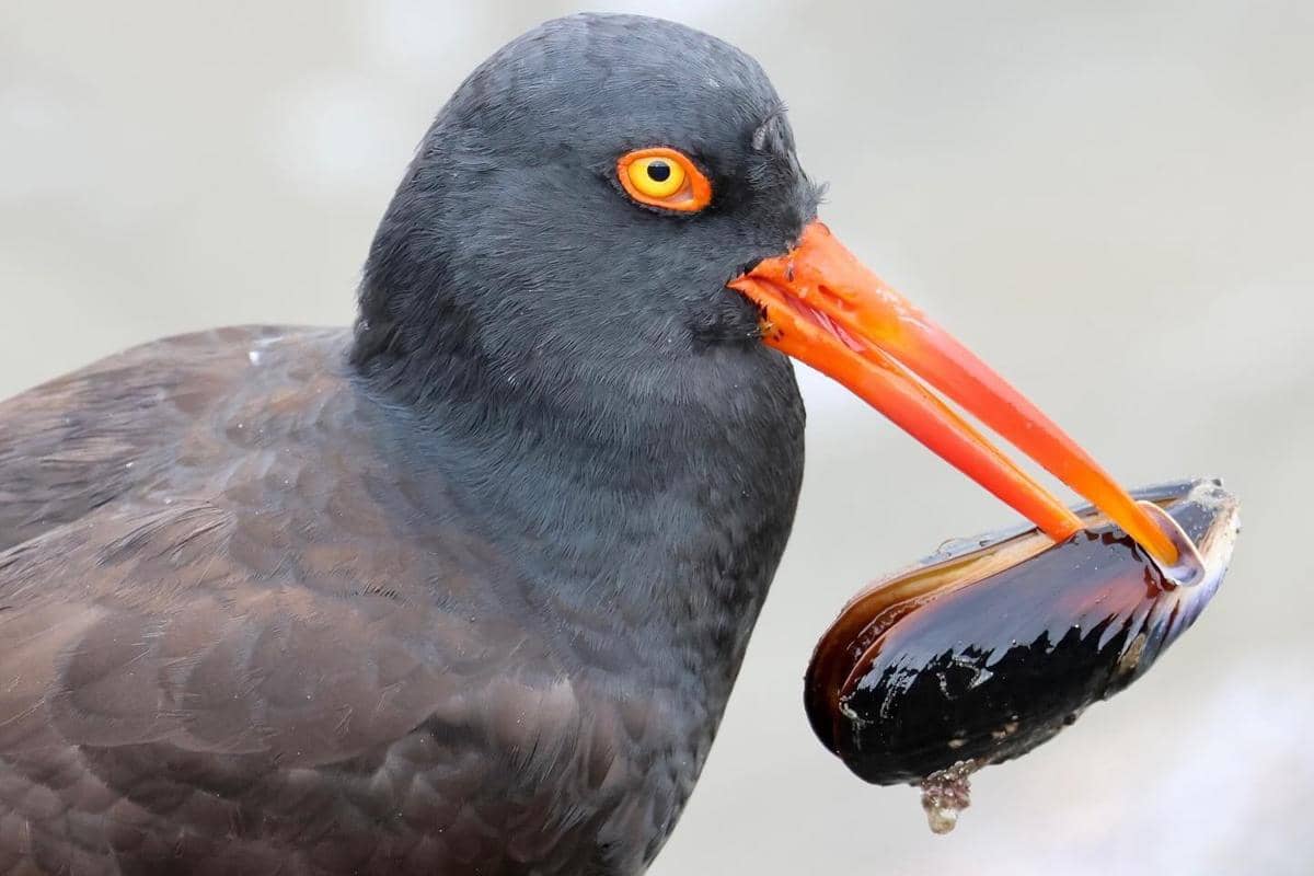 Black Oystercatcher