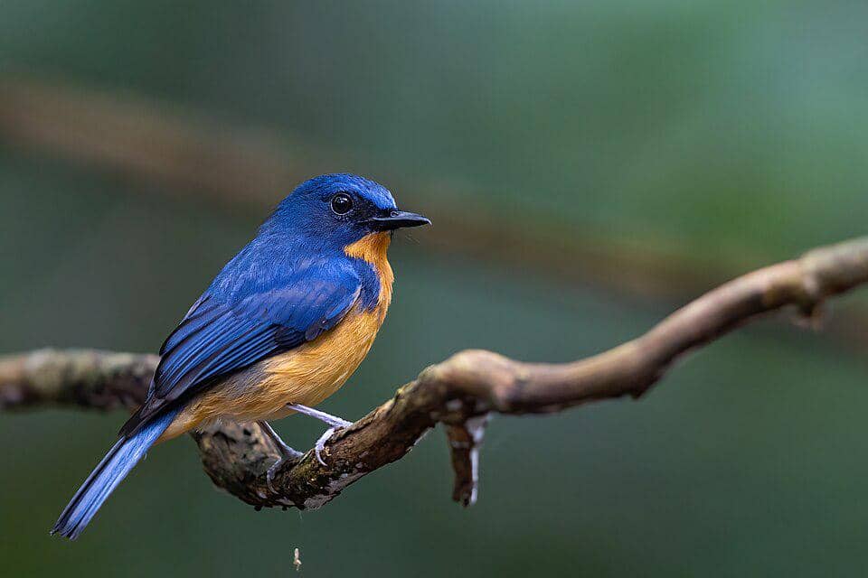 5 Fakta Dayak Blue Flycatcher, Burung Biru Endemik Pulau Borneo