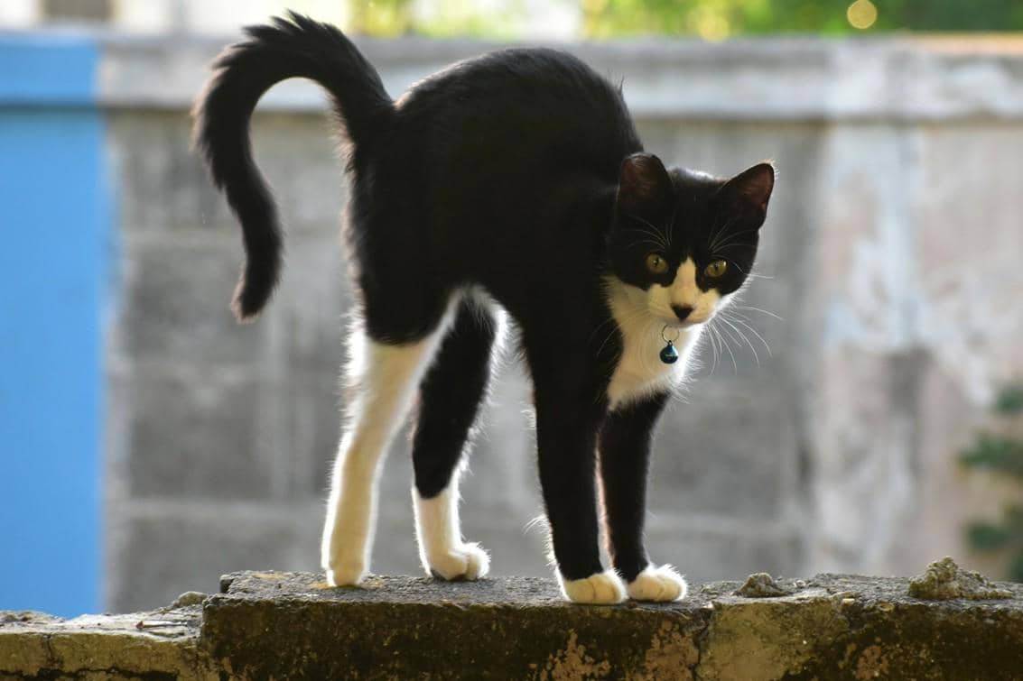 Kucing meregangkan tubuh, memperlihatkan kumis di bagian belakang kaki depan.