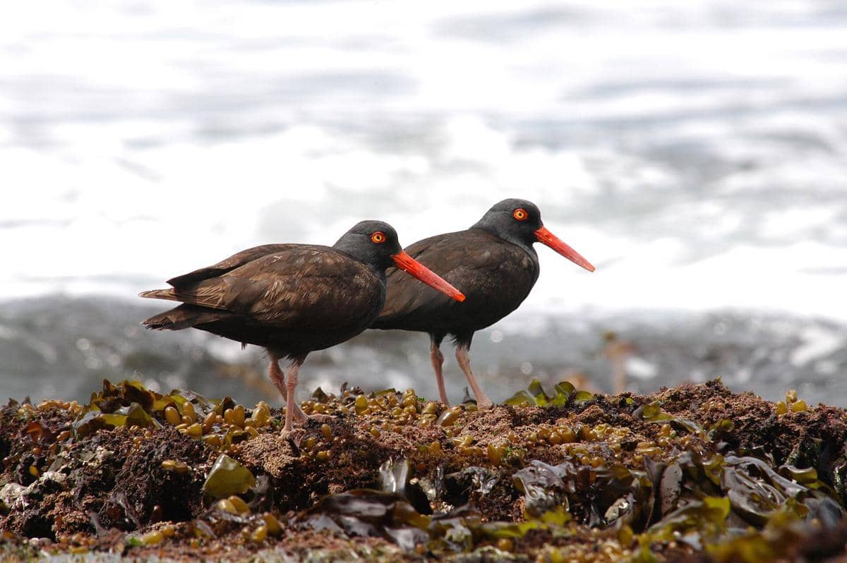 Black Oystercatcher