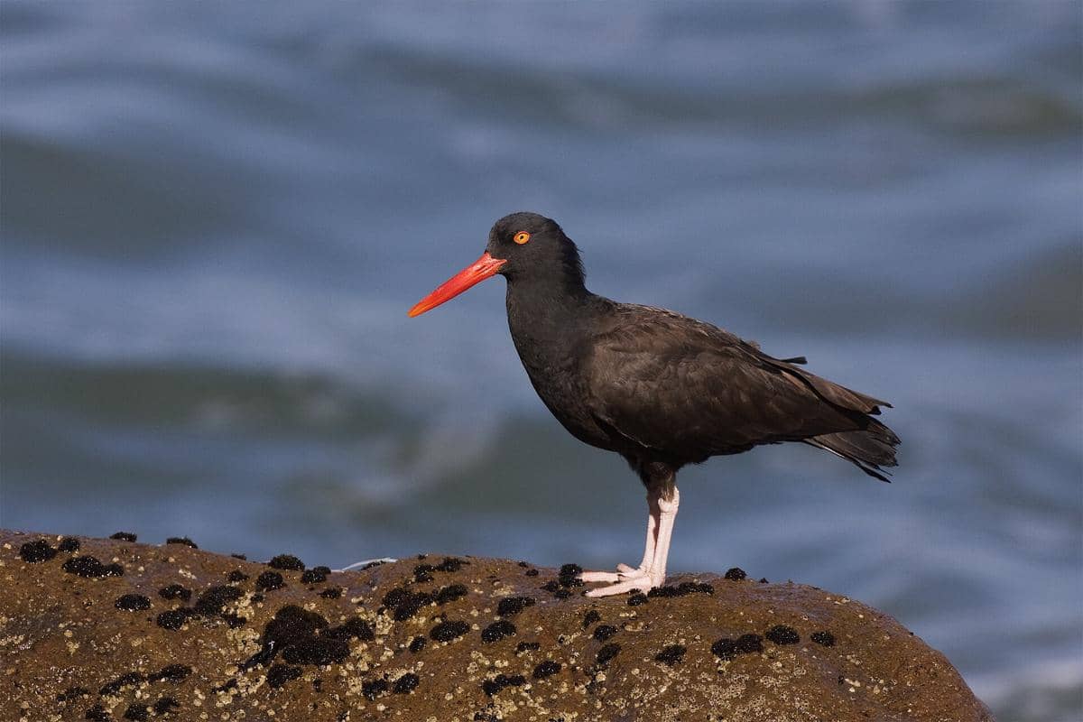 Black Oystercatcher