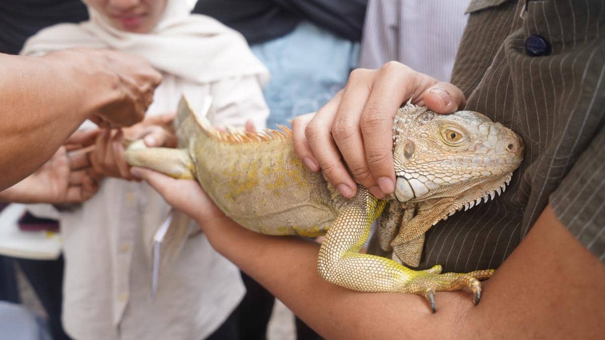 Balai Karantina Sumsel Kejar Target Bebas Rabies 2030