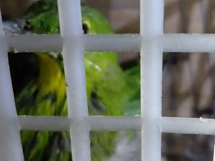 Seekor burung cucak ijo yang ditemukan di KM Kirana, didokumentasikan oleh Humas Barantin Jawa Tengah.