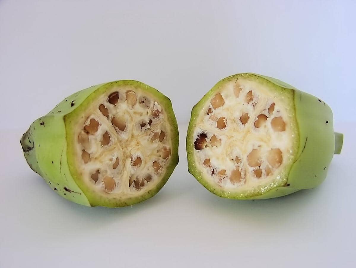 5 Fakta Pisang Batu, Bahan Pangan Unik untuk Membuat Rujak Cingur