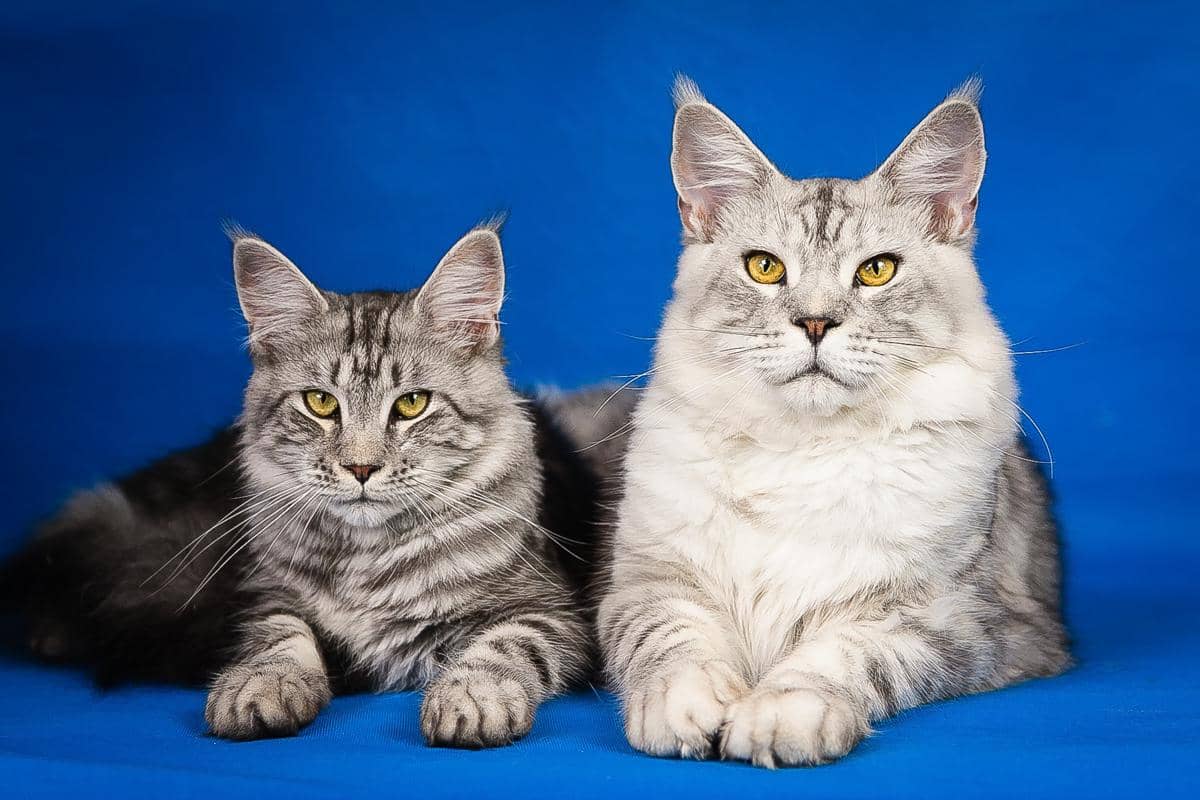 Sepasang kucing maine coon duduk bersama.