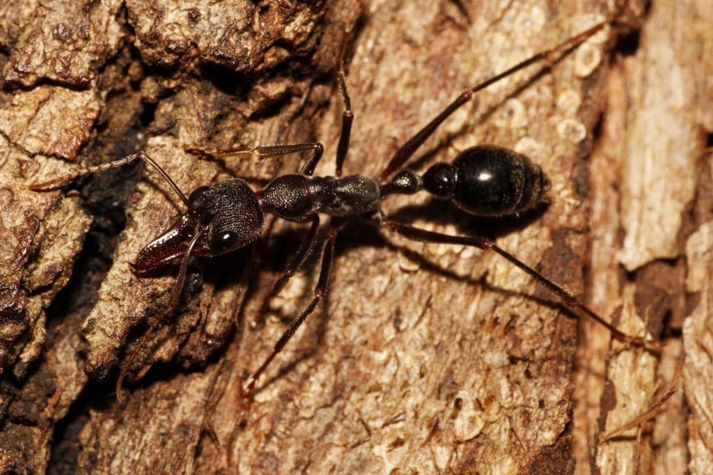 Semut Myrmecia pyriformis