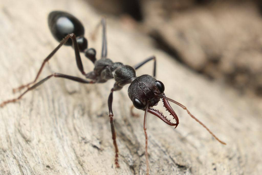 Semut Myrmecia pyriformis