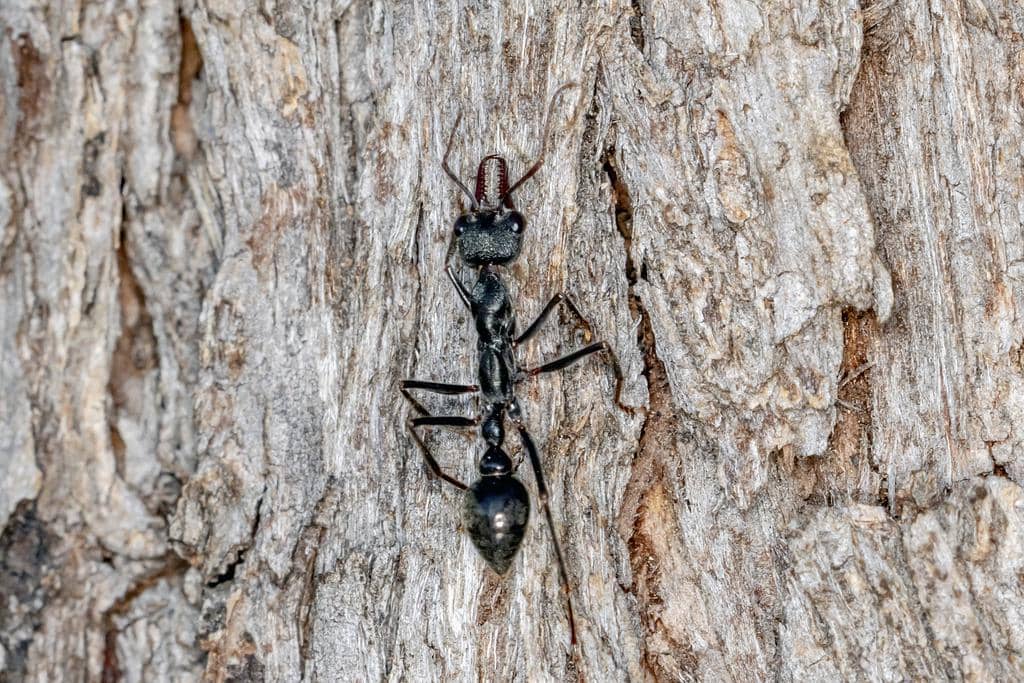 Semut Myrmecia pyriformis