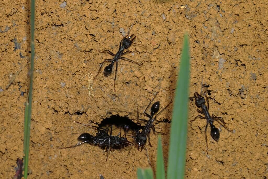 Semut Myrmecia pyriformis