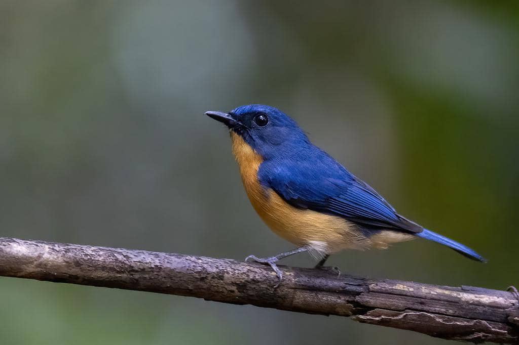 Burung Cyornis montanus