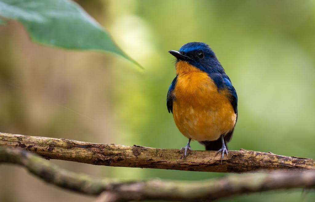 Burung Cyornis montanus