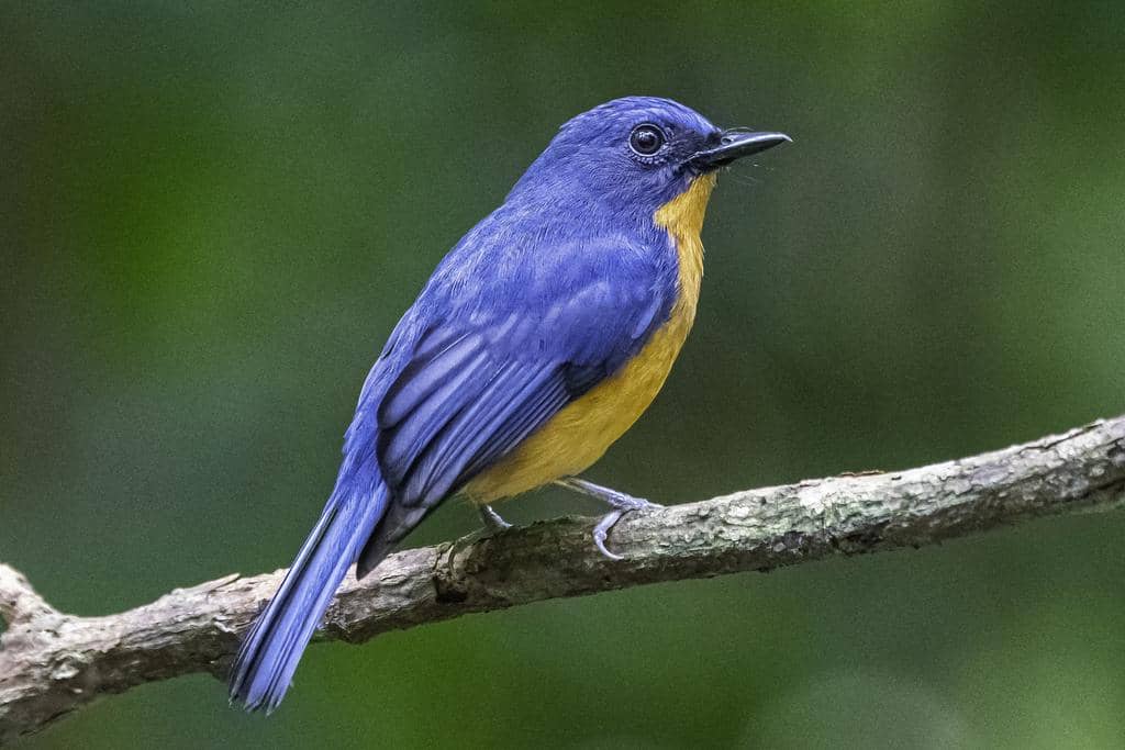 Burung Cyornis montanus