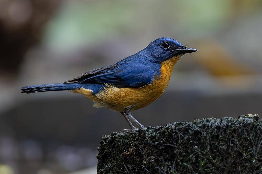 Burung Cyornis montanus