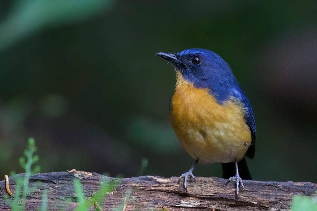 Burung Cyornis montanus