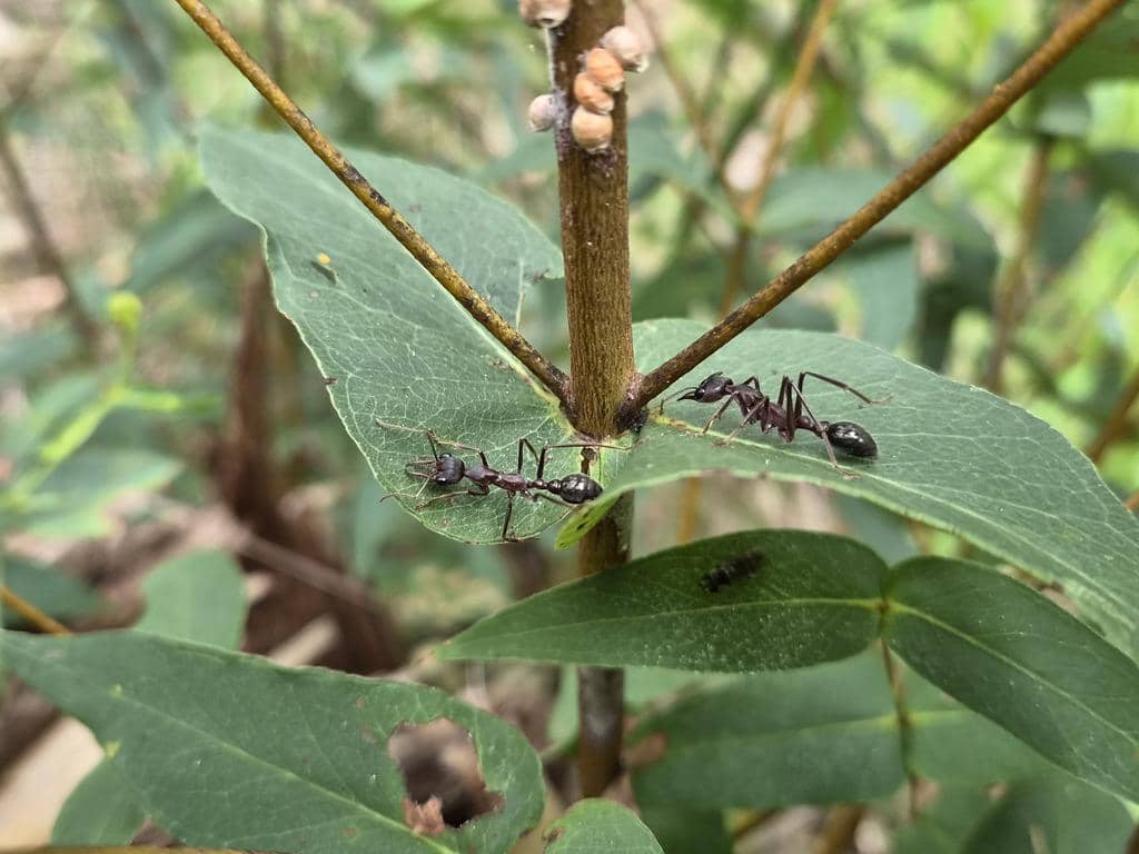 Semut Myrmecia pyriformis