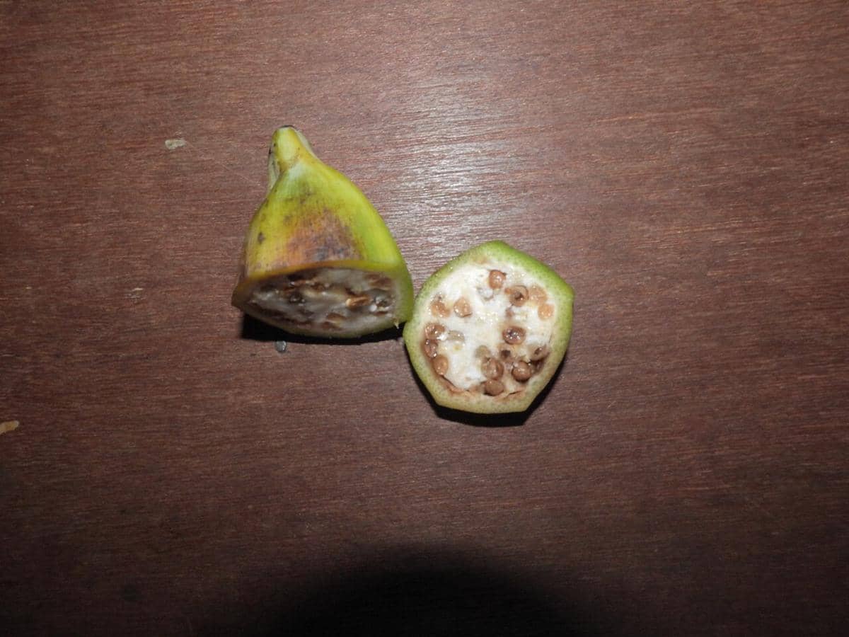 pisang batu