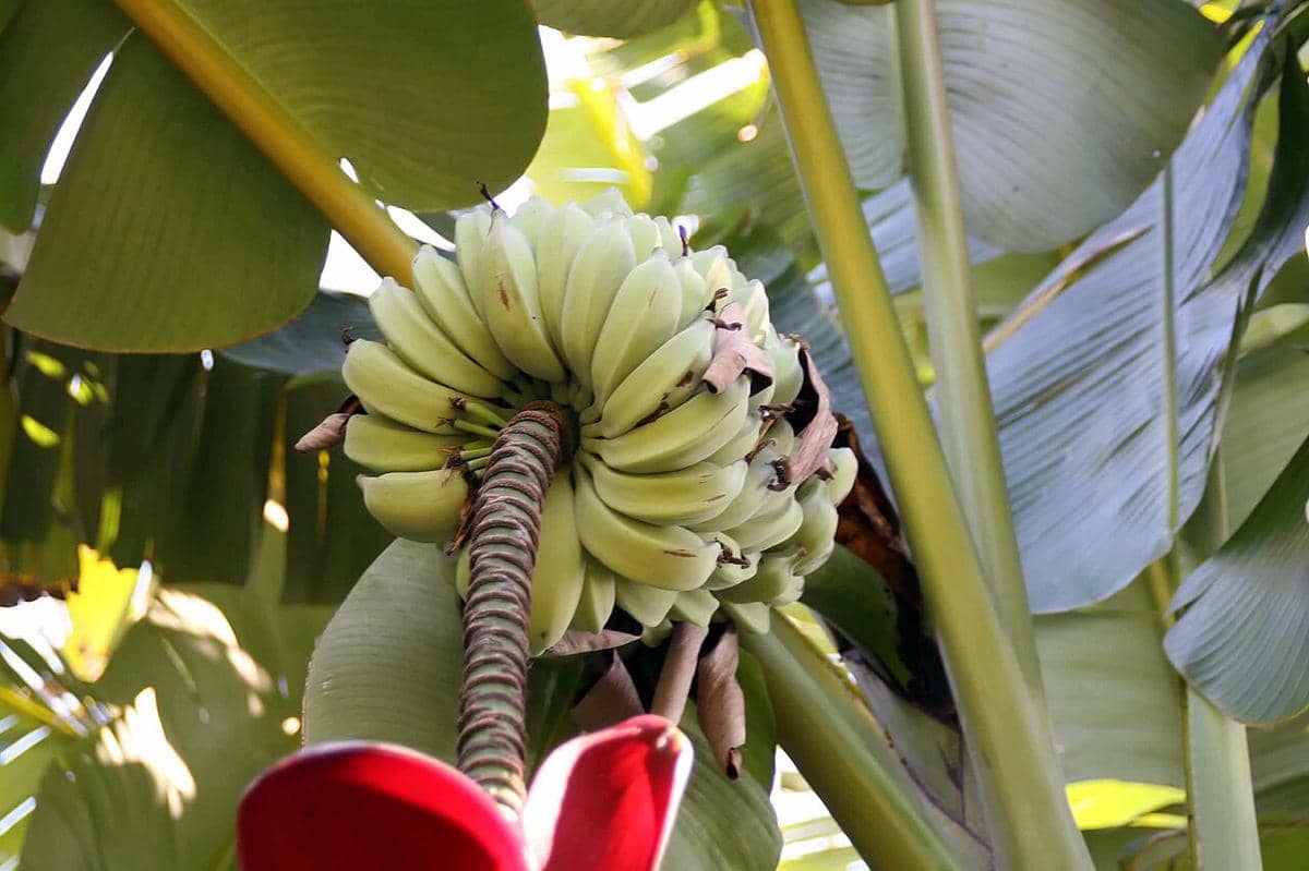 pisang batu
