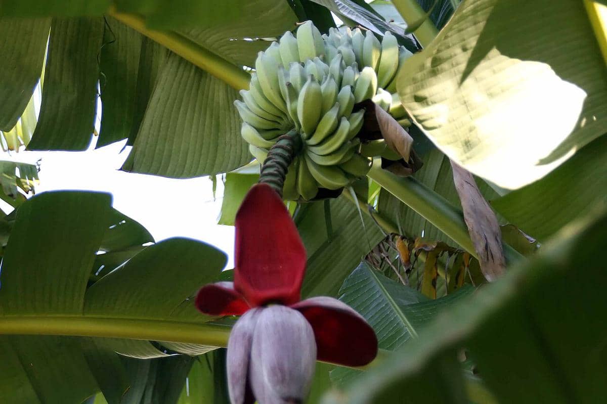 pisang batu