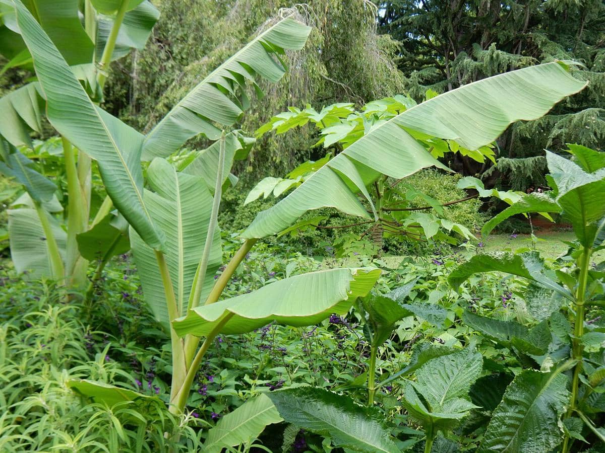ilustrasi pohon pisang batu