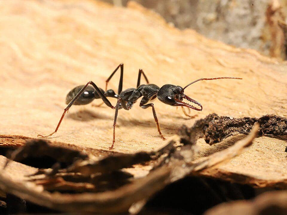 5 Fakta Menarik Inch Ant, si Semut Besar dengan Mata Super Tajam