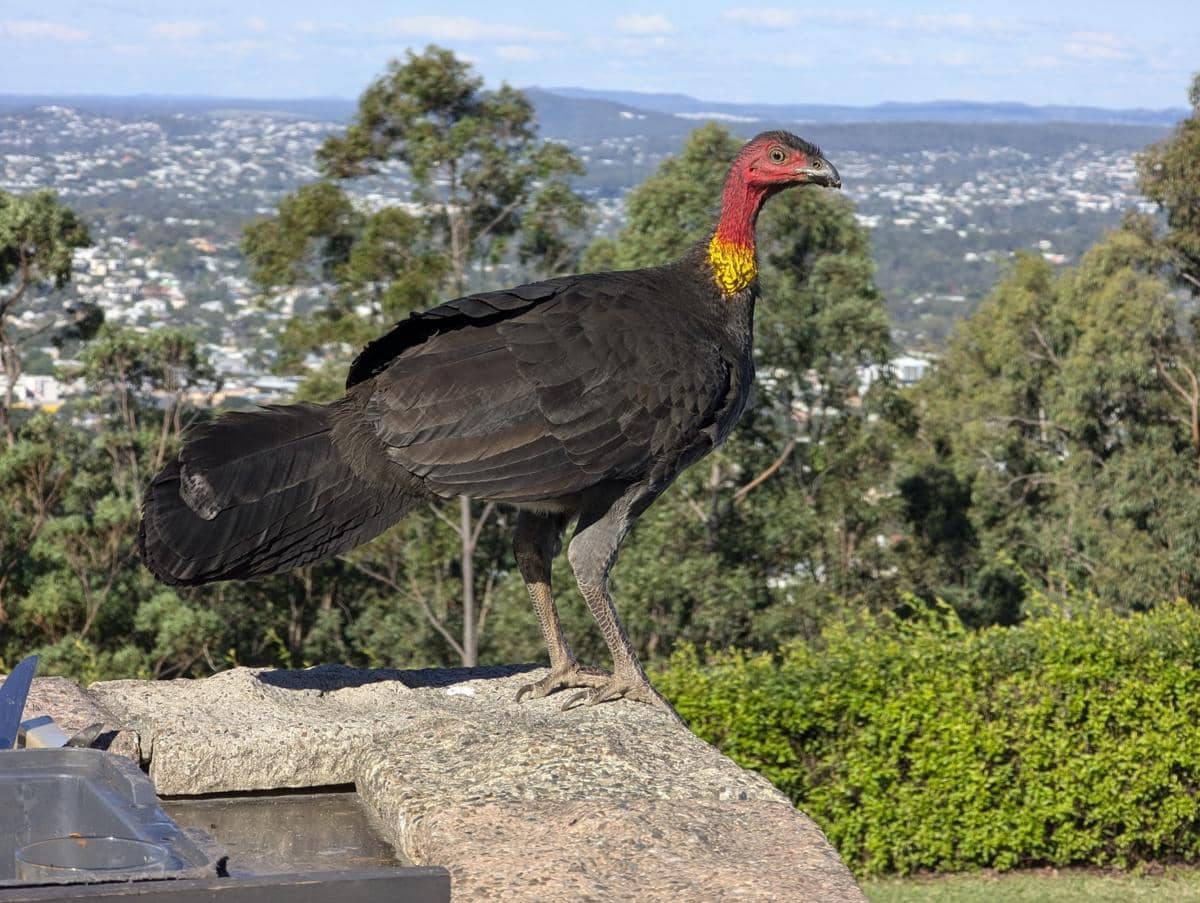 Australian Brushturkey