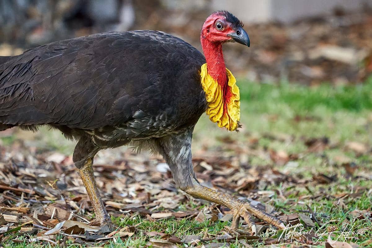 Australian Brushturkey