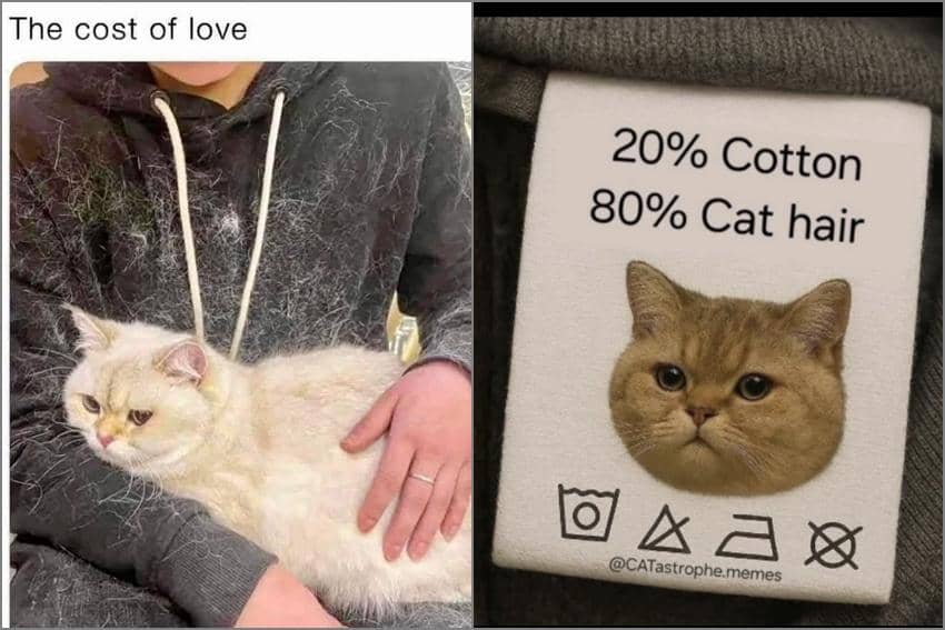 8 Meme Bulu Kucing, Pada Nempel di Baju dan Susah Hilang!
