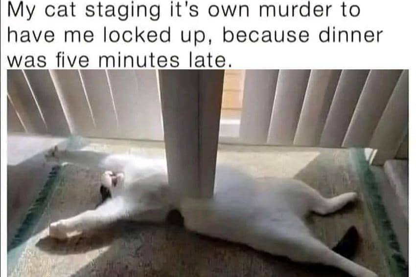 8 Meme Kucing tentang Terlambat, Marah Karena Telat Dikasih Makan